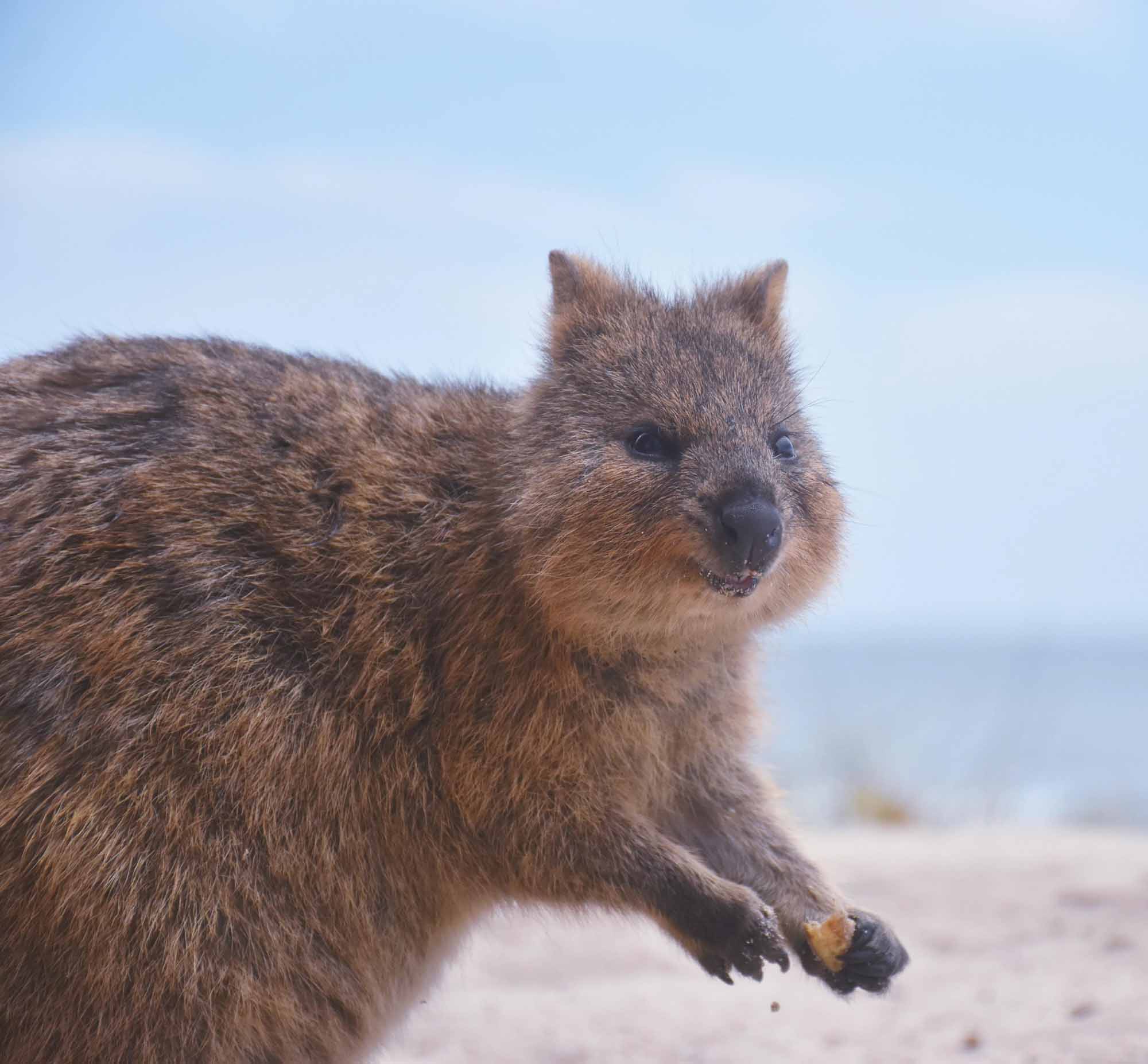 perth wildlife